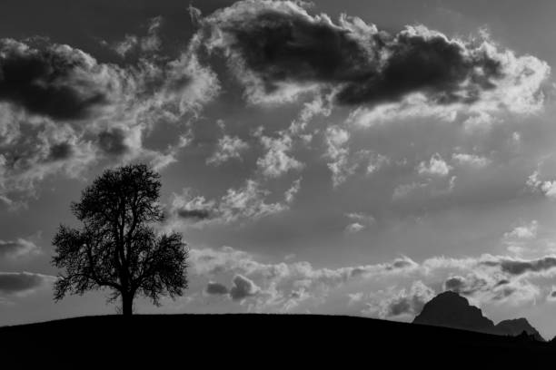 istock Gray scale shot of a tree and scenic clouds in the sky 1437826059