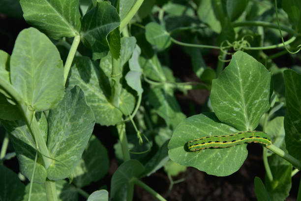 istock Closeup shot of a caterpillar on a green leaf under a sunlight 1437826200