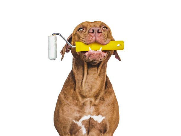 istock Lovable, pretty puppy and painting tools. Close-up 1437827138