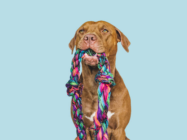 istock Lovable, pretty puppy and a play rope 1437827157