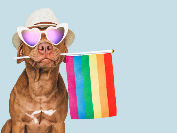 istock Lovable, pretty dog and Rainbow Flag. Closeup 1437827182