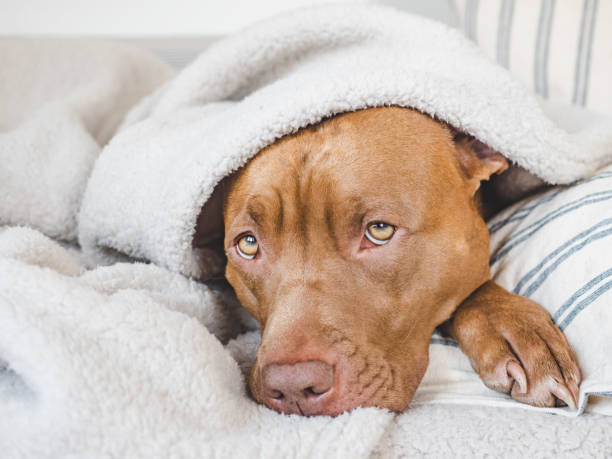 istock Lovable, pretty puppy lying on the bed 1437827221