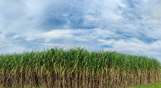 istock Sugarcane field at sunrise in Thailand 1437828295