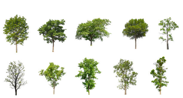 istock Set of Isolated trees on white background 1437828410
