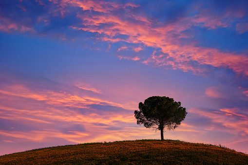 Lone tree in the middle of green field (Val D'orcia, Tuscany, Italy)