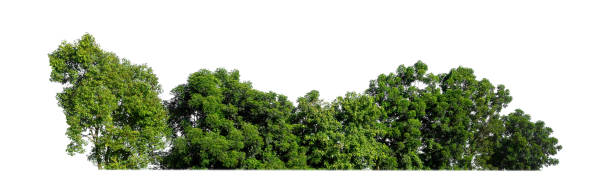 istock Forest and foliage in summer for both printing and web pages isolated on white background 1437830201