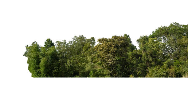 istock Forest and foliage in summer for both printing and web pages isolated on white background 1437830237