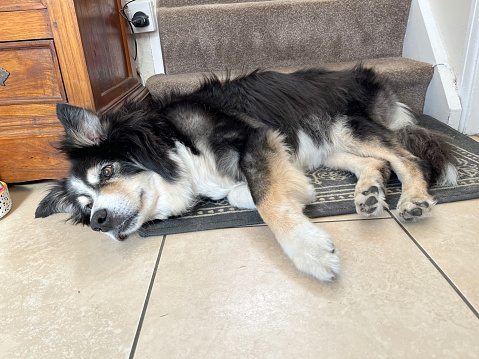 Senior border collie lying on mat