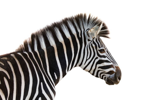 istock Closeup of a beautiful zebra isolated on a white background 1437831993