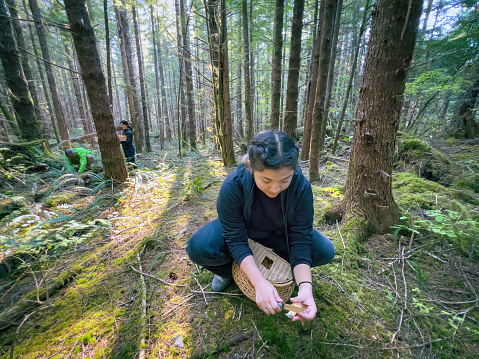 Young Eurasian woman harvests wild Chanterelle mushrooms growing in sunlit forest.  Family in the background.  Bamfield, Vancouver Island, British Columbia, Canada