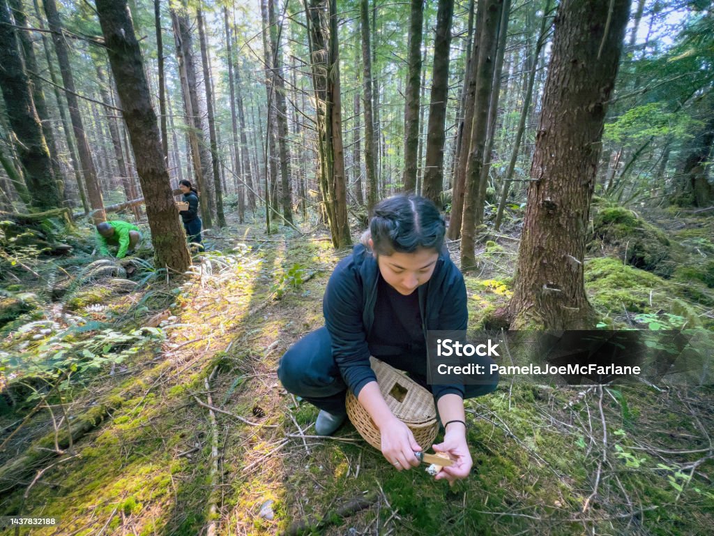 Multiracial Woman Foraging for Chanterelle Mushrooms with Family in Forest Young Eurasian woman harvests wild Chanterelle mushrooms growing in sunlit forest.  Family in the background.  Bamfield, Vancouver Island, British Columbia, Canada Penknife Stock Photo