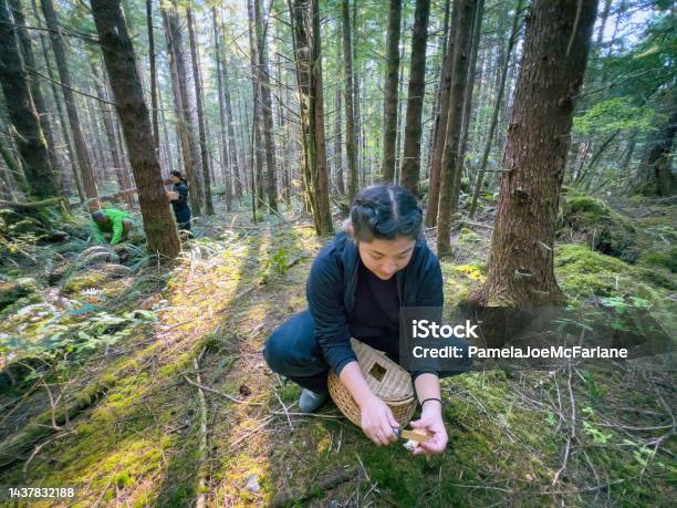 Multiracial Woman Foraging For Chanterelle Mushrooms With Family In Forest Stock Photo - Download Image Now