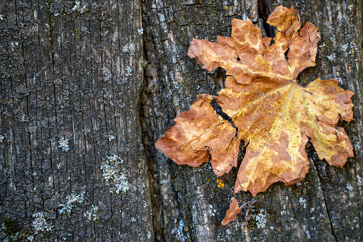 Autumn Leaves over wooden background