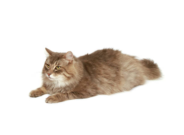 istock Cute fluffy cat laying down on a white background 1437833770