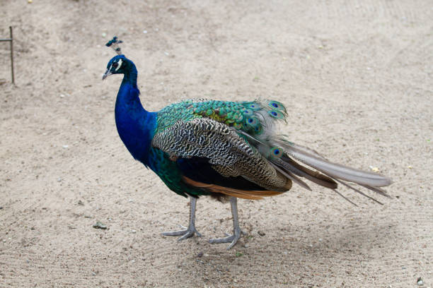 istock Selective focus shot of an exotic peacock 1437834023