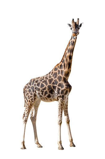 A tall spotted beautiful giraffe isolated on a white background
