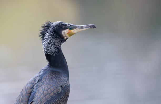istock Closeup of a double-crested cormorant on the blurred background 1437835703