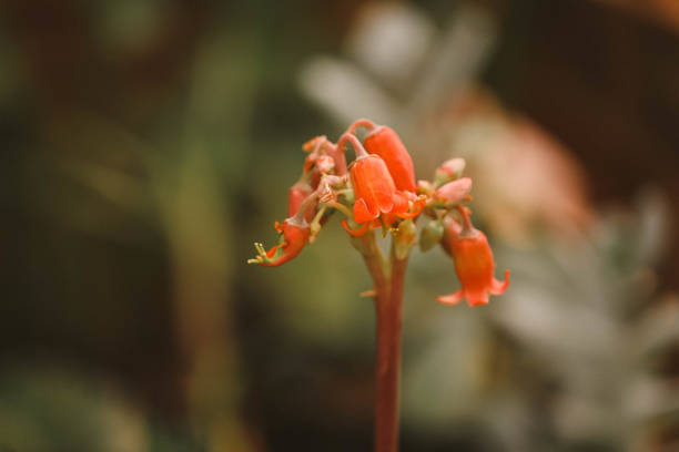 A selective focus shot of orange cotyledon orbiculata
