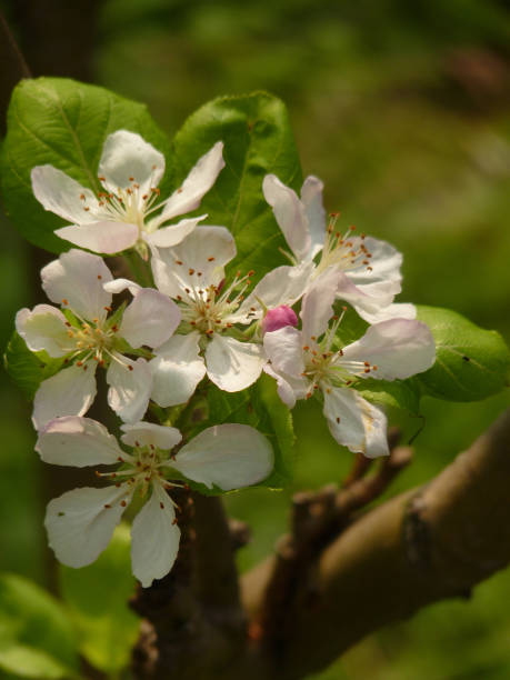 istock Selective focus shot of apple tree flower 1437836297