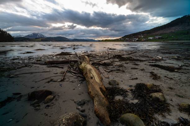 istock View of the stormy seascape with fallen trees 1437836722