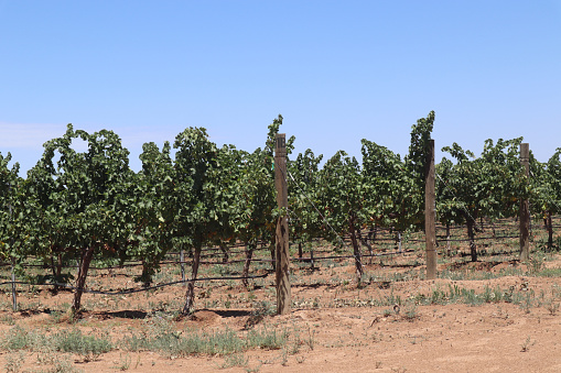 The vineyard rows in Willcox, Arizona
