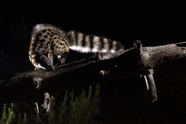 istock Closeup of a Common genet perched on a tree branch at night 1437837120