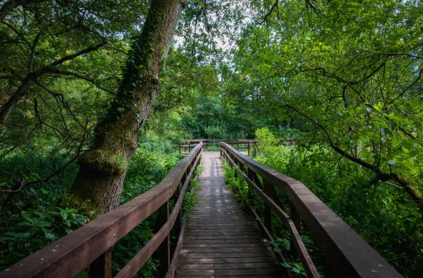 istock Wooden bridge through the forest in Godalming. England, UK. 1437837227