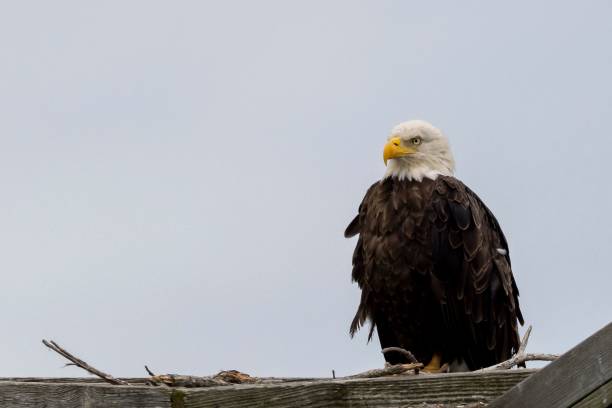 istock Bald eagle perched on wooden surface against blue sky background 1437837474