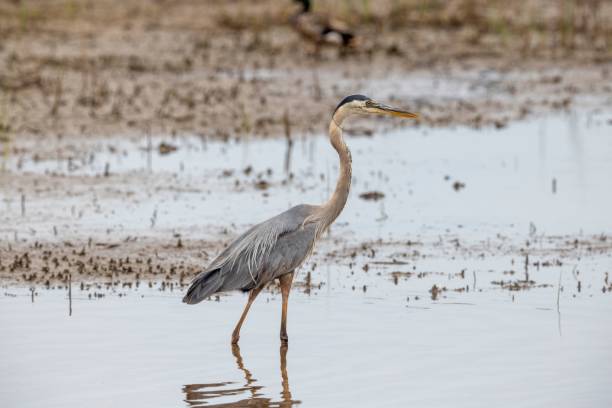 istock Side view of a Great blue heron walking along the shore 1437837481