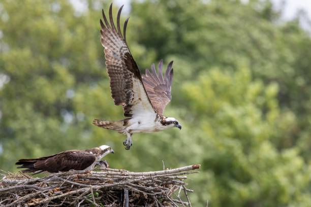 istock Osprey flying from the nest leaving the babies 1437837521