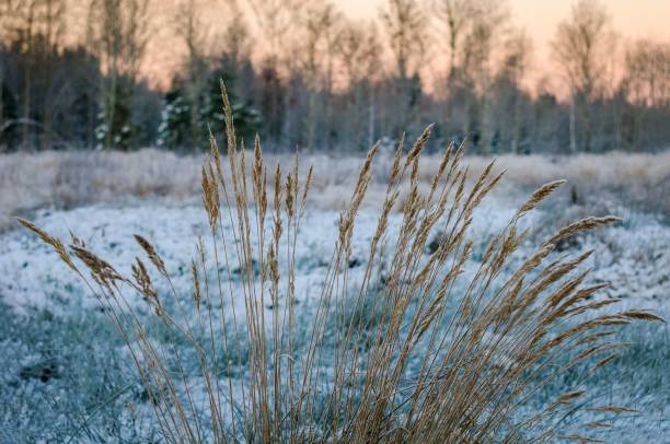 close-up de um arbusto de capim-cana em uma manhã fria de inverno contra a neve - reedgrass - fotografias e filmes do acervo