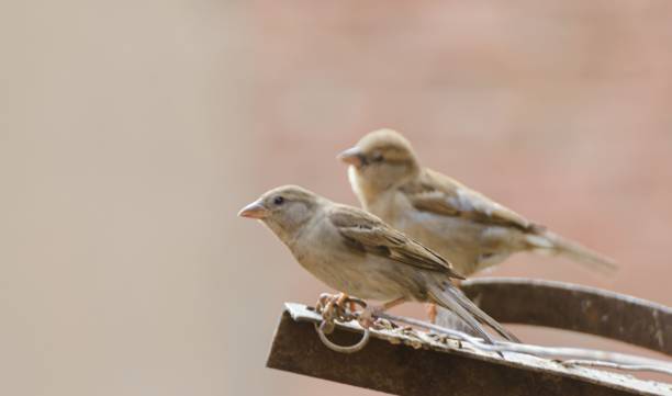 istock Shallow focus shot of Old World sparrows perched on rusty metal surface against blur background 1437838535