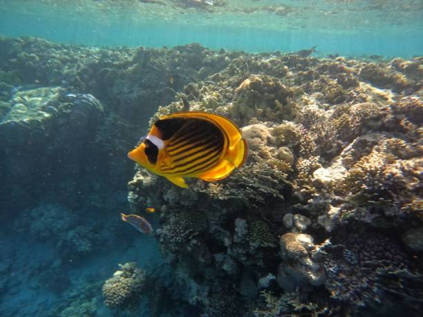 istock Underwater scene with coral reef and tropical fish 1437838798