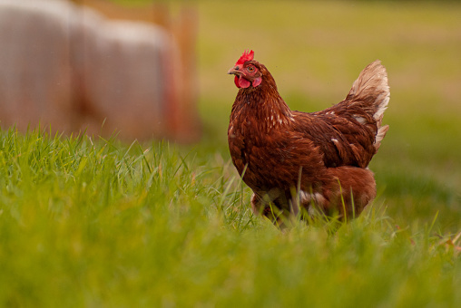 A closeup of a chicken walking in the middle of the field