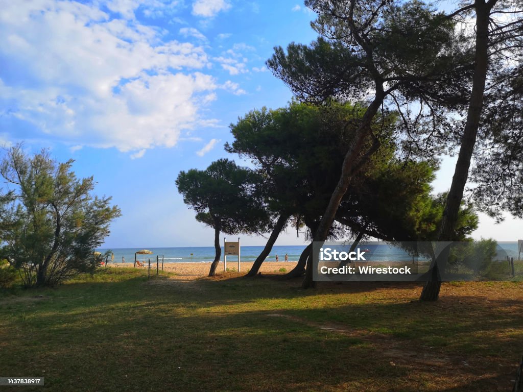 glimpse of pine forest near silvi marina, italy glimpse of pine forest near silvi marina, in abruzzo, italy Abruzzo Stock Photo