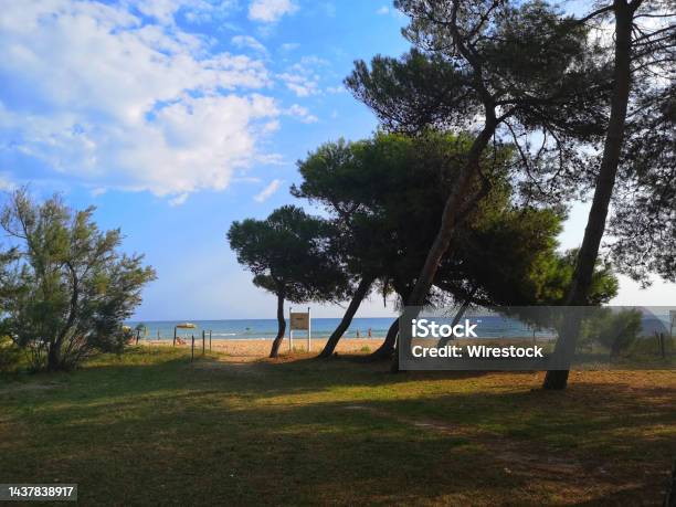 Glimpse Of Pine Forest Near Silvi Marina Italy Stock Photo - Download Image Now - Abruzzo, Beach, Color Image