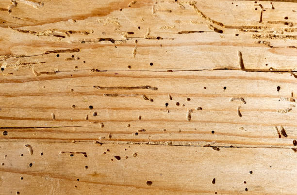 istock a board with insect holes 1437838925