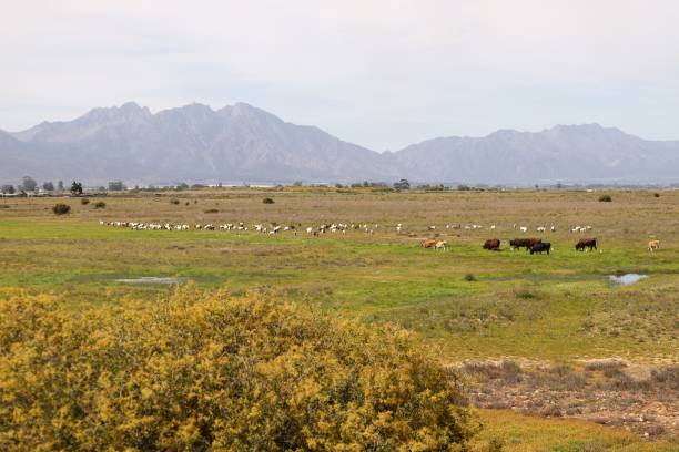istock Cattle going home across green grassland in Worcester 1437839095