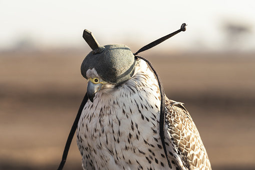 Dubai, United Arab Emirates - November 18, 2016: Dubai, UAE, November 19th, 2016: A falconer in traditional outfit, training a Peregrine Falcon (Falco Peregrinus)