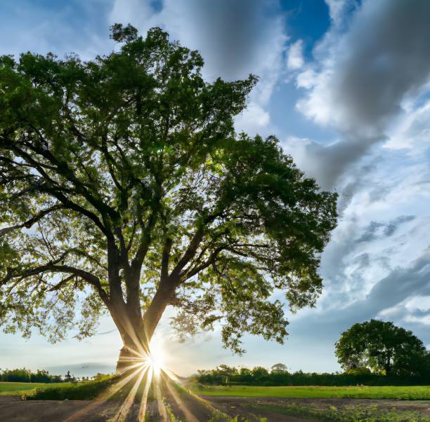 istock Tree in a field covered in greenery under the sunlight and a cloudy sky in the morn 1437839641