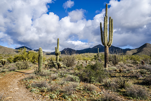 Giant cacti on Isla del Pescado (Island of the Fish). It is rocky outcrop of land in the middle of Salar de Uyuni