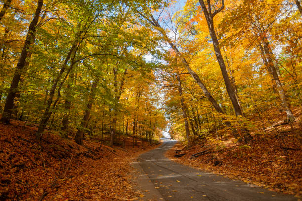 istock Road in a forest covered in trees under the sunlight in autumn 1437839772