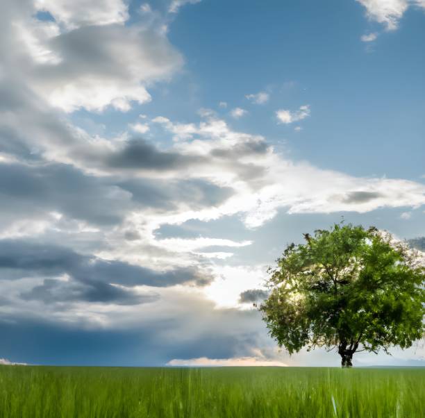 istock Landscape of a tree in a field covered in greenery under a blue cloudy sky and sunlight 1437839802