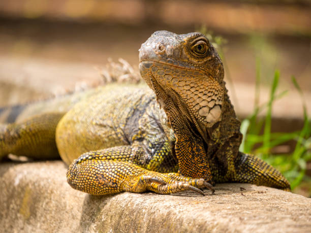 istock Iguana Staring near to the Grass 1437839908