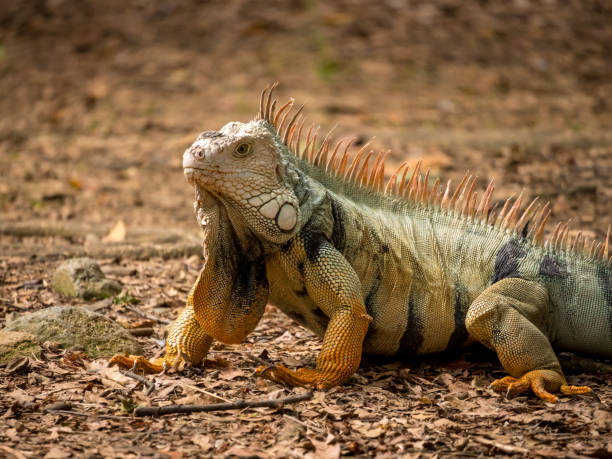 istock Iguana Staring to the Brown Grass 1437839926