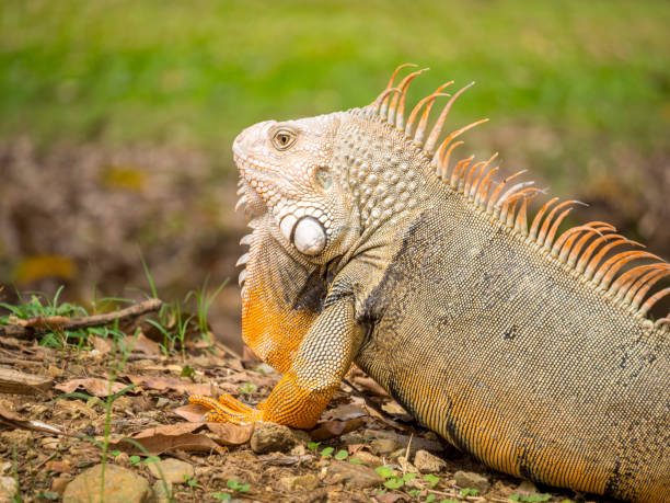 istock Iguana Staring on the Brown Grass 1437840063