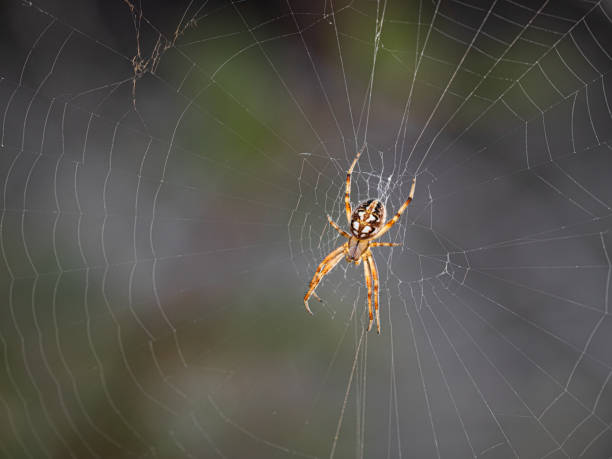 istock Closeup shot of a spider in its web 1437840216