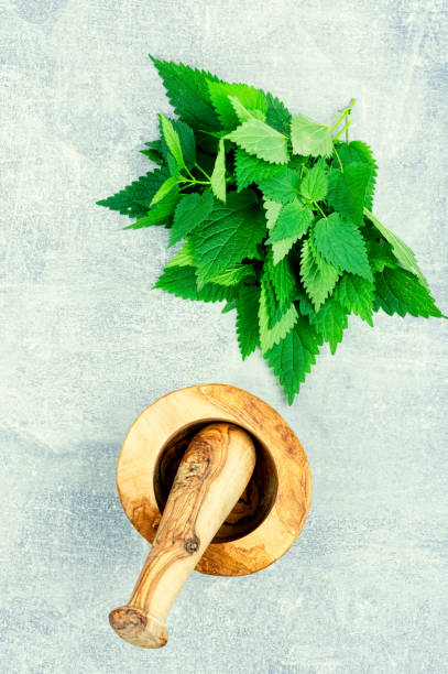 istock Fresh nettle leaves,herbal medicine. 1437840285