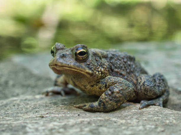 istock Closeup shot of Oak toad on a rock 1437840296