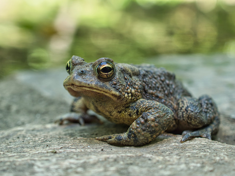 A closeup shot of Oak toad on a rock